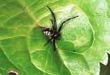 Synaema_globosum_F2197_Z_85_Les Gris_Frankrijk